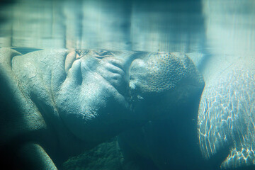 Fototapeta premium Under water hippopotamus (Hippopotamus amphibius), or hippo, from the ancient Greek for 