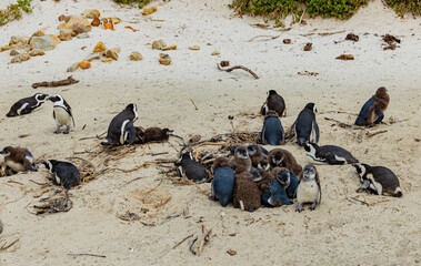 Obraz premium Boulders Beach South Africa