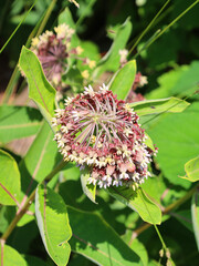 Asclepias is a genus of herbaceous, perennial, flowering plants known as milkweeds, named for their latex, a milky substance containing cardiac glycosides termed cardenolides