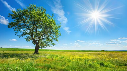 Obraz premium A Single Tree Standing in a Sunny Field of Wildflowers