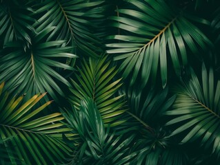 Closeup nature view of green leaf and palms background. Flat lay, dark nature concept, tropical leaf