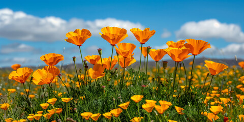 Obraz premium Orange California poppies bloom in spring