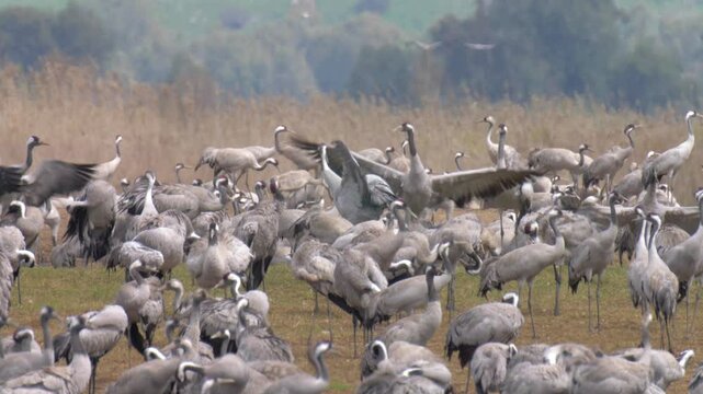 Common cranes preparing for migration, Hula Valley, Israel