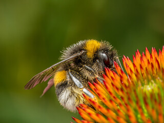 A bumblebee pollinating echinacea flowers