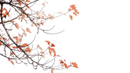Maple tree branches in autumn hues against a white backdrop
