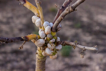 bunch of white snails