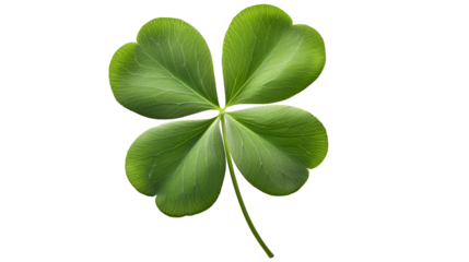 Four Leaf Clover Shamrock Isolated, Transparent Background PNG