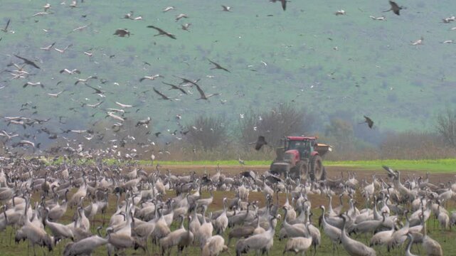 Tractor and Common cranes
Common cranes fed with Corn, Hula Valley, Israel
