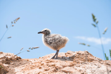 Baby seagull 
