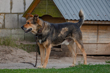 Brown, furry dog chained outdoors, looking with longing and sadness, displaying helplessness and despair. A lonely dog on a chain. Close-up of a dog chained up.