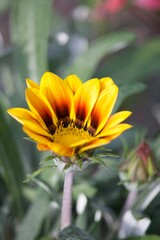 Sommerliche, bunte Blume 