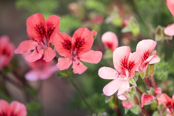 Sommerliche, bunte Blume 