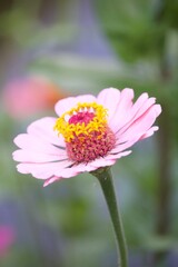 Sommerliche, bunte Blume 