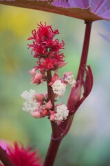 Sommerliche, bunte Blume 