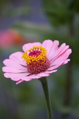 Sommerliche, bunte Blume 