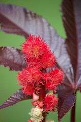 Sommerliche, bunte Blume 