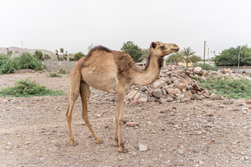 Young dromedary in the city of Tadjoura, Djibouti