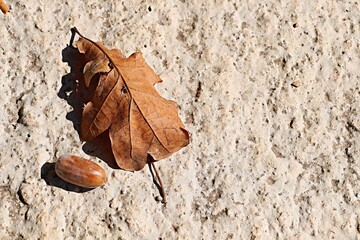 Autumn, fallen, yellow oak leaf and acorn on the concrete path of the park
