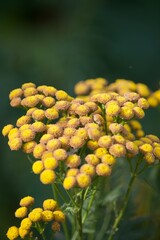 Sommerliche, bunte Blume 