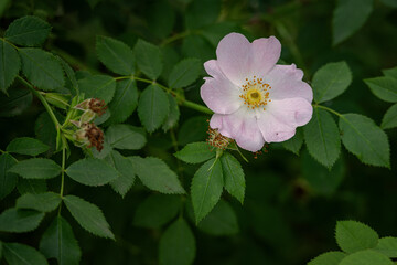 Pink rose hip flower and green leaves.