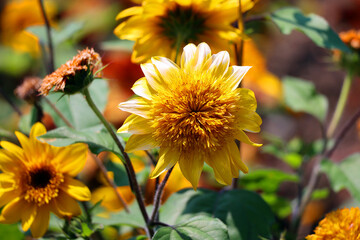 Sunflower is an annual plant native to the Americas. It possesses a large inflorescence, and its name is derived from the flower's shape and image which is often used to depict the sun