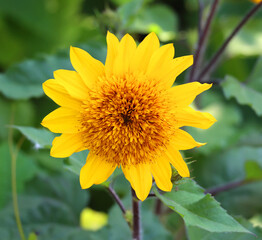 Sunflower is an annual plant native to the Americas. It possesses a large inflorescence, and its name is derived from the flower's shape and image which is often used to depict the sun