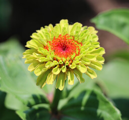 Heirloom Zinnias Green Envy, Zinnia elegans. Unique green tinted zinnias, have semi to double blossoms 