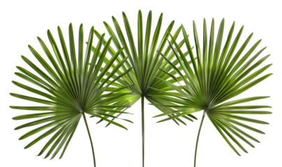 Three green palm fronds, cut out