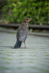 Female blackbird on cobblestone pavement.