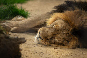 Naklejka premium Lying Indian lion on the sand.