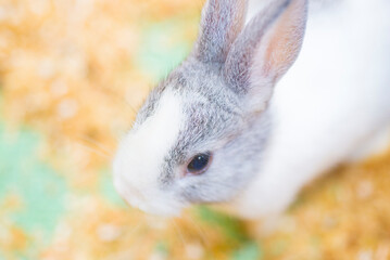 white rabbit in the garden