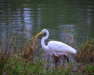 Naklejka premium Eastern Great Egret near a river