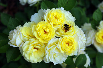 A rose is a woody perennial flowering plant of the genus Rosa, in the family Rosaceae, or the flower it bears. There are over a hundred species and thousands of cultivars.