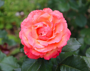 A rose is a woody perennial flowering plant of the genus Rosa, in the family Rosaceae, or the flower it bears. There are over a hundred species and thousands of cultivars.