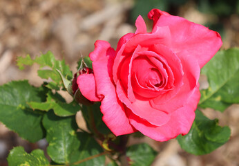 A rose is a woody perennial flowering plant of the genus Rosa, in the family Rosaceae, or the flower it bears. There are over a hundred species and thousands of cultivars.