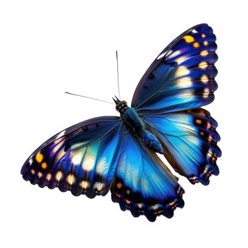 Fototapeta dark blue flying butterfly isolated on white or transparent png