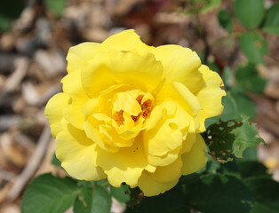 A rose is a woody perennial flowering plant of the genus Rosa, in the family Rosaceae, or the flower it bears. There are over a hundred species and thousands of cultivars.