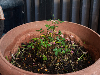 Roses failed to adapt when moved into large plastic pots. So it becomes wilted and dry.