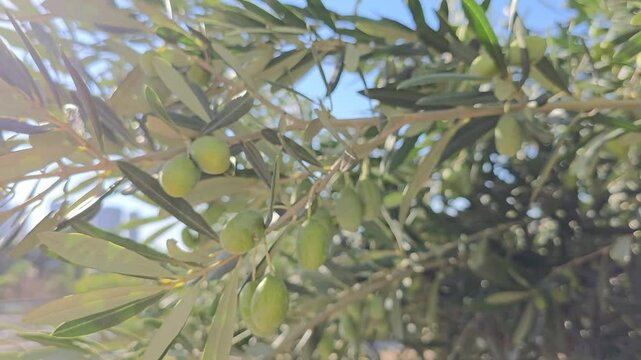 Raw olives on the branches of the olive tree