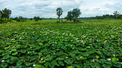 Aerial top view of lotus field. Lotus leaves in the lake. Wooden trail among saturated green lotus field with vibrant pink colors.lotus background.