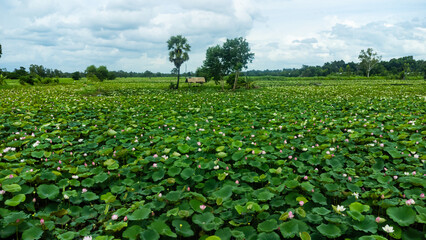 The view of lotus flowers with blooming and unopended buds in the pond.Aerial top view of lotus field.