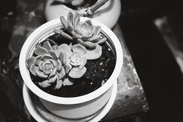 A black and white photo of a potted plant with two small flowers in it. The photo has a vintage feel to it, and the focus is on the plant and its pot