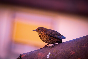 Nahaufnahme einer Amsel auf einem Dach