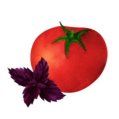 Red tomato and basil, watercolor illustration, isolated on white background. For prints on textile and paper, plates and dishes design, decoration for kitchen, restaurant menus, recipes, cookbook