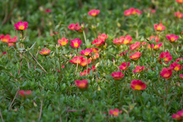 Common Purslane or Verdolaga or Pigweed or Little Hogweed or Pusley flower in the garden