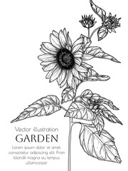 Vector illustration of sunflower flower in engraving style