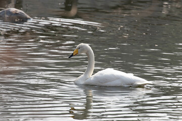 Close up Whooper Swan Floating in the Lake