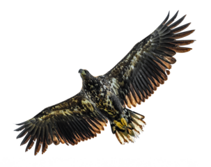 juvenile white-tailed eagle (Haliaeetus albicilla) in flight