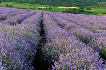 Lavender field, rows of lavender in bloom, in June, in Mures County, Romania. 