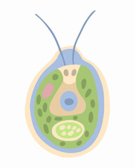 Vector isolated illustration of Chlamydomonas on a white background.